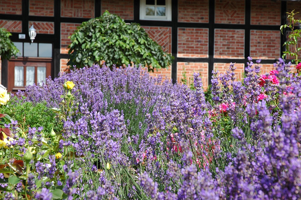 Lavendel im Pflanzenfeld